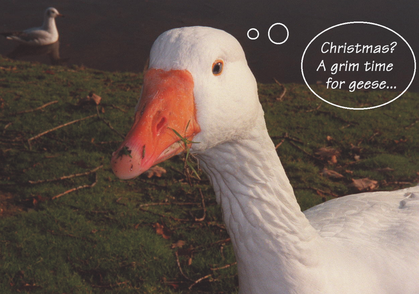 Christmas, a grim time for geese.