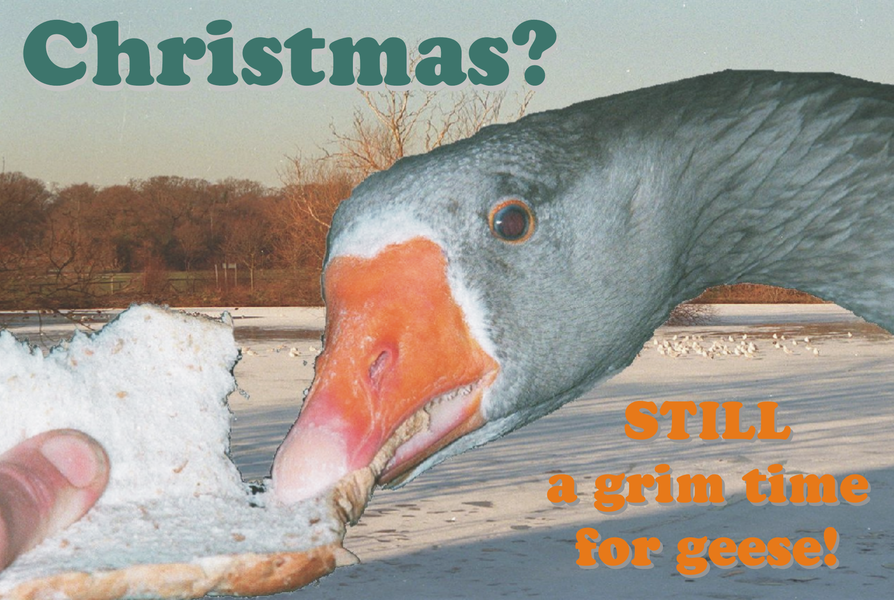 Christmas? Still a grim time for geese.