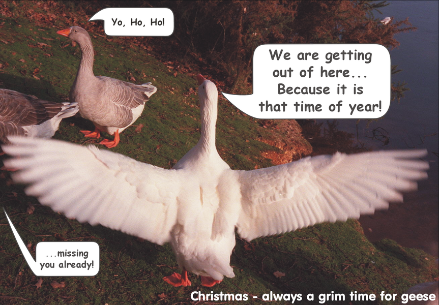 We're getting out of here, 2004 Christmas card.